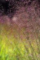 Eragrostis trichoides - Sand Love Grass