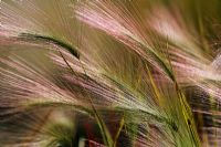 Hordeum jubatum - Foxtail Barley