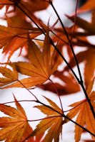 Acer palmatum 'Ibo Nishiki' in Autumn