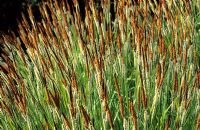 Carex stricta 'Bowles Golden'