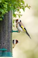 Carduelis carduelis - Goldfinch on bird feeder
