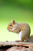 Sciurus vulgaris - Grey Squirrel