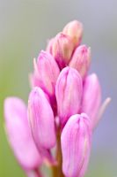 Hyacinthoides hispanica - Pink cultivated Spanish Bluebell