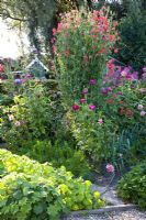 Zinnias, Lathyrus and Chleome in cottage garden
