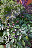Capsicum - Chilli 'Pretty in Purple' with Brassicas