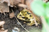 Rana temporaria - Common frog under the strawberry plants in an organic vegetable garden in April