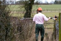 Trimming the top of a  Crataegus - hawthorn hedge with a long blade on a petrol driven hedge cutter. Man wearing a safety helmet.