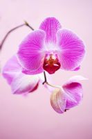 Phalaenopsis 'Lipperose' - Moth orchid
