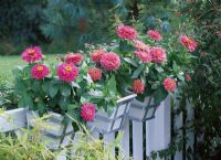 Zinnia in square pots with metal brackets hung on balcony railings 