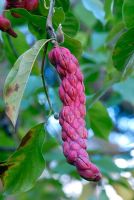 Magnolia 'Encore' x M. sprengeri var. Diva seedpod in Autumn