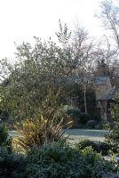 Olea europaea - Olive Tree with Phormium, on a frosty morning at The Bell House, Cambridgeshire