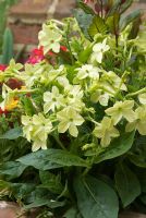 Terracotta pot with Nicotiana sylvestris 'Lime Green' - Tobacco plant