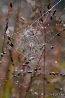 Cobweb on Panicum in Autumn