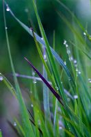 Panicum 'Shenandoah' - Early green foliage with dew in June