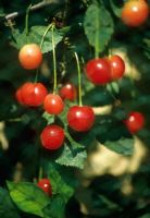 Prunus cerasus 'Morello' - Morello cherry