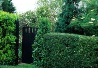 Black wooden gate in mixed hedge of Laurel Aucuba japonica, Hawthorn and Ligustrum ovalifolium - Essex