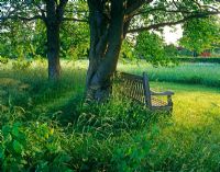 View of an oak bench under an old wild Cherry tree
