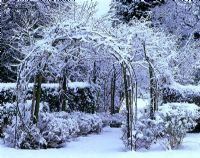 Detail of a Laburnum arch after snow fall