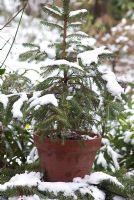 Snow laden potted Norway Spruce on garden table  