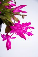 Schlumbergera Truncata - Christmas Cactus