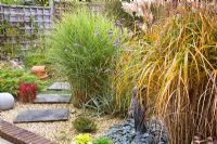 Miscanthus 'Malepartus', Miscanthus 'Morning Light' and Imperata cylindrica 'Red Baron' in Autumn garden with stepping stone path 
