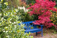 Sitting area beside Acer and Eleagnus in Autumn garden