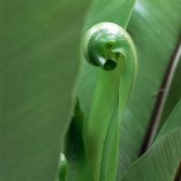Asplenium scolopendrium - unfurling leaf