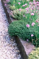 Stone edging in herb garden with creeping Thymus and Allium schoenoprasum - Chives