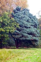 Pinus sylvestris 'Waterii' - The original specimen at Waterers Nursery, Knaphill, Surrey.