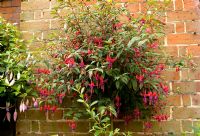 Fuchsia 'Janice Ann' grown as standard  against wall