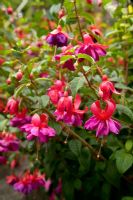 Fuchsia 'Rose Bradwardine'
