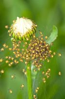 Garden spiderlings on Shasta daisy flower bud