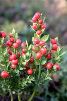 Ruscus 'John Redmond' - A compact variety ideal for autumn and winter containers