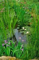 Iris, Nymphaea and Equisetum growing in and around natural looking pond