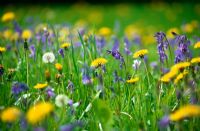 Taraxacum officinale - Dandelions and Hyacinthoides - bluebells in wildflower meadow