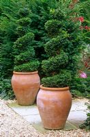 Topiary spirals in pots - Sudeley Castle, Glos 
