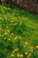 Drifts of Narcissus 'Peeping Tom' growing in lawn grass