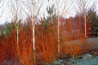 Colourful stems and bark, Betula utilis var 'Jaquemontii', Cornus alba 'Westonbirt' and Salix alba
