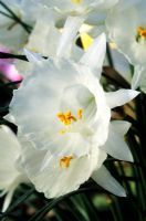 Narcissus cantabricus - Dwarf species daffodil 