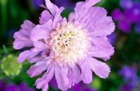 Scabiosa caucasicus 'Perfecta Lilac Blue'