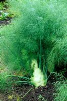 Foeniculum vulgare - Florence fennel