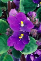 Saintpaulia 'Bright Eyes' - African violet 