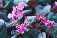 Cyclamen coum delicately covered in frost