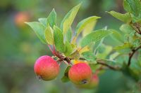 Malus 'Discovery' - Apples