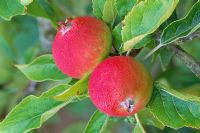 Malus 'Laxtons Superb' - Apples 