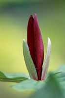 Trillium chloropetalum giganteum - Wood lily