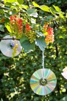 Compact discs hung in fruit bushes to proctect from birds