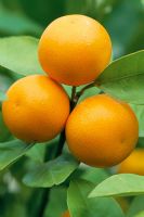 Citrus madurensis - Calamondin orange from south China