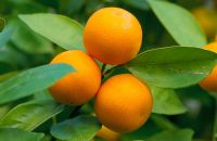 Citrus madurensis - Calamondin orange from south China