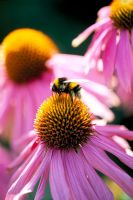 Bee on Echinacea 'Kim's Knee High'
